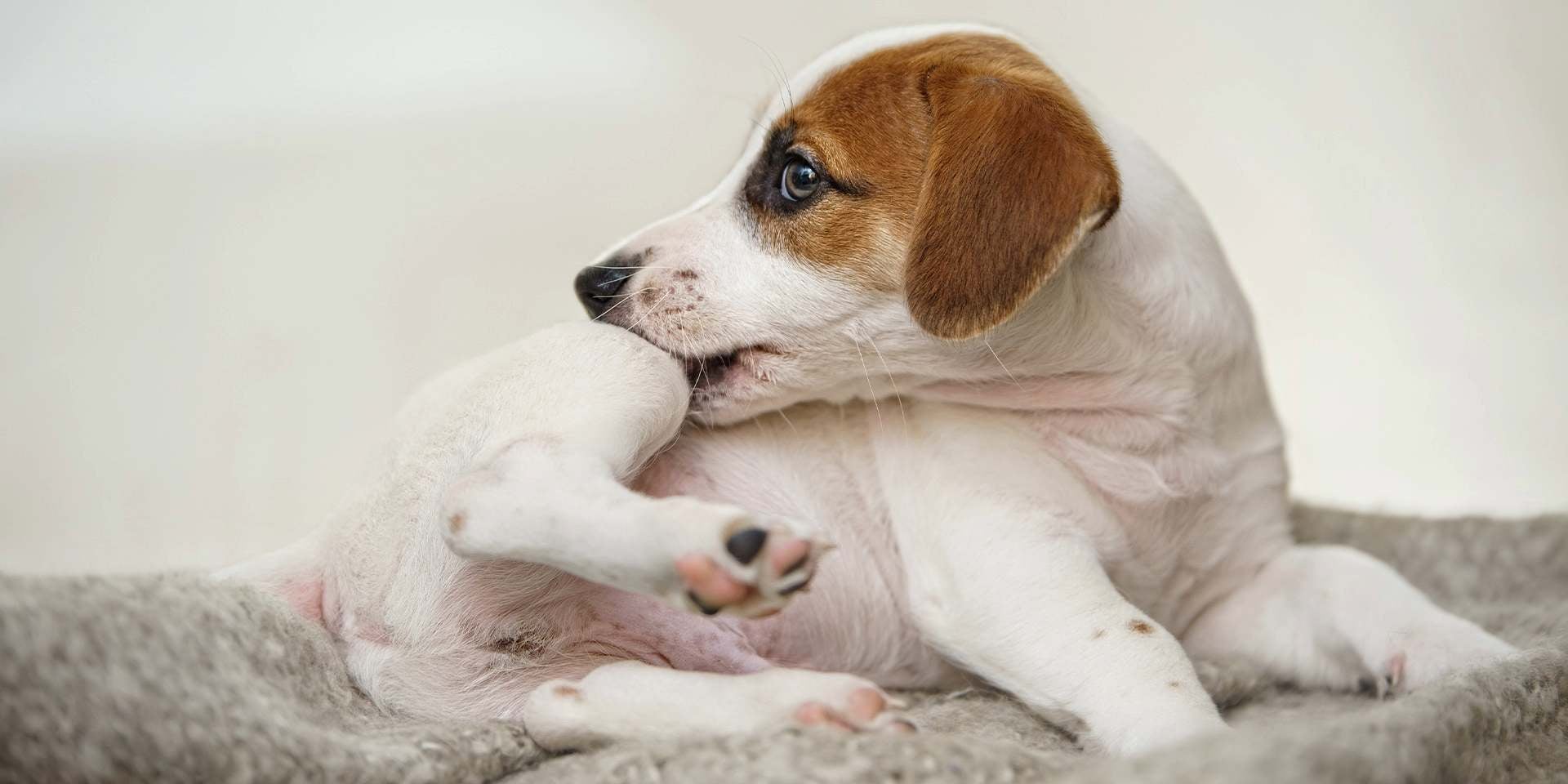 Las garrapatas son las causantes de la ehrlichiosis en perros. Jack Russell mordiéndose la pata.