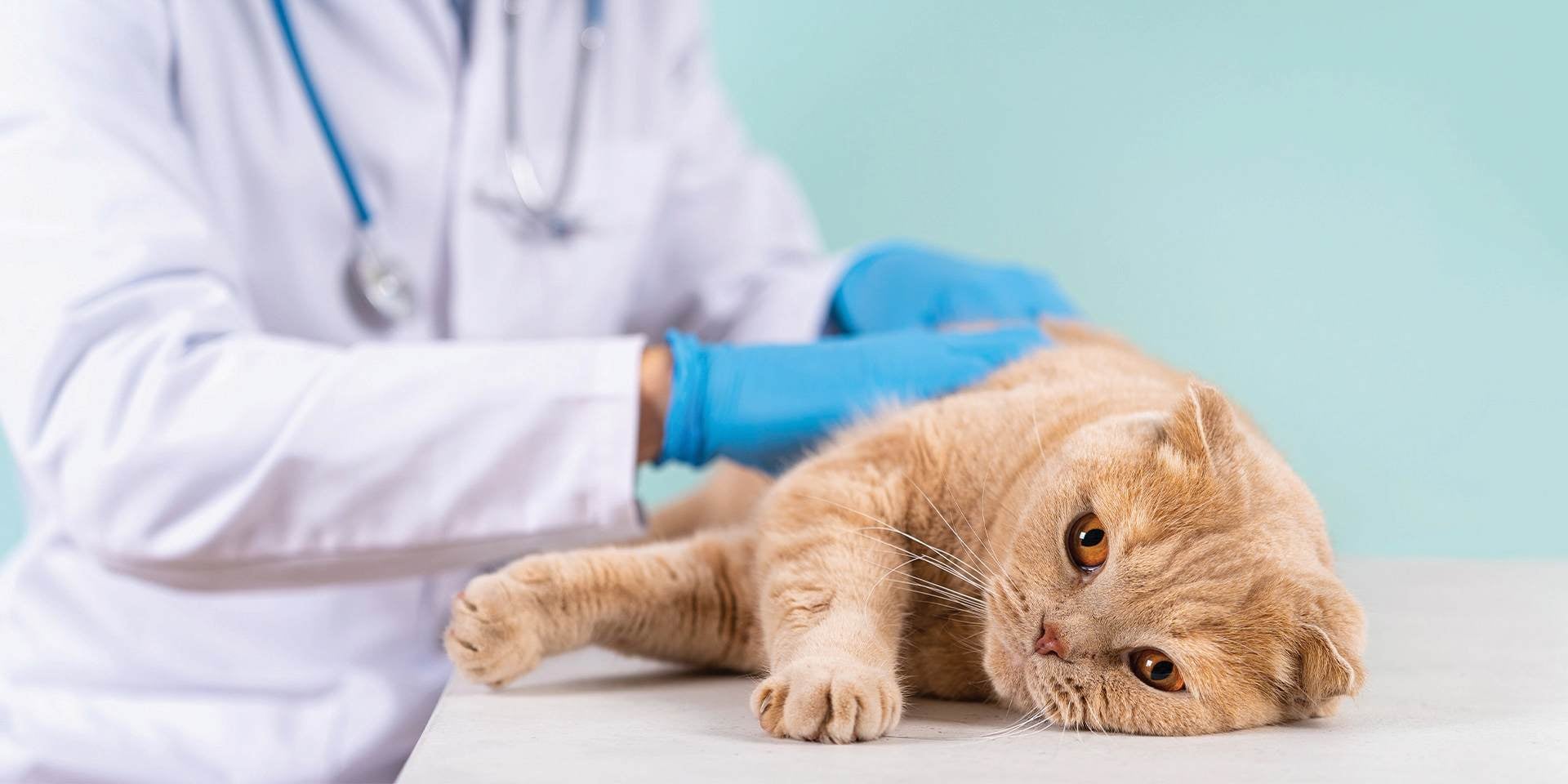 Veterinario examinando a un michi en un posible caso de hongos en gatos.