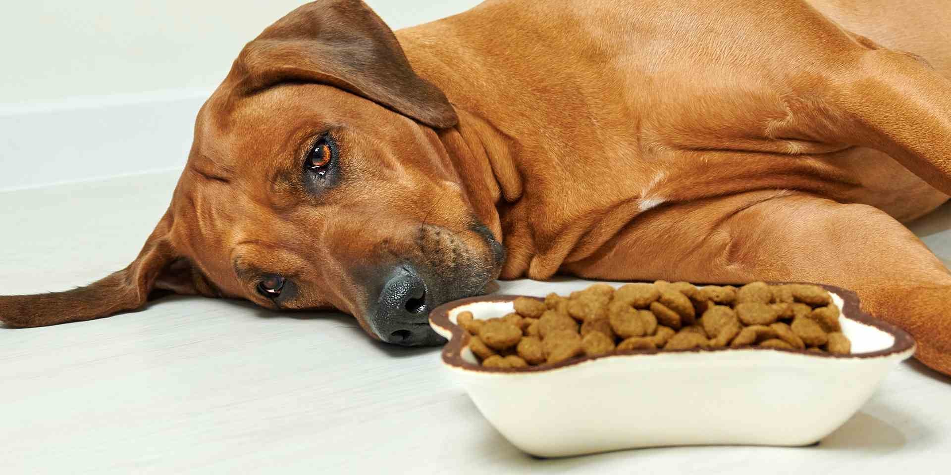 La inapetencia es uno de los signos clínicos más frecuentes de la insuficiencia renal en perros.