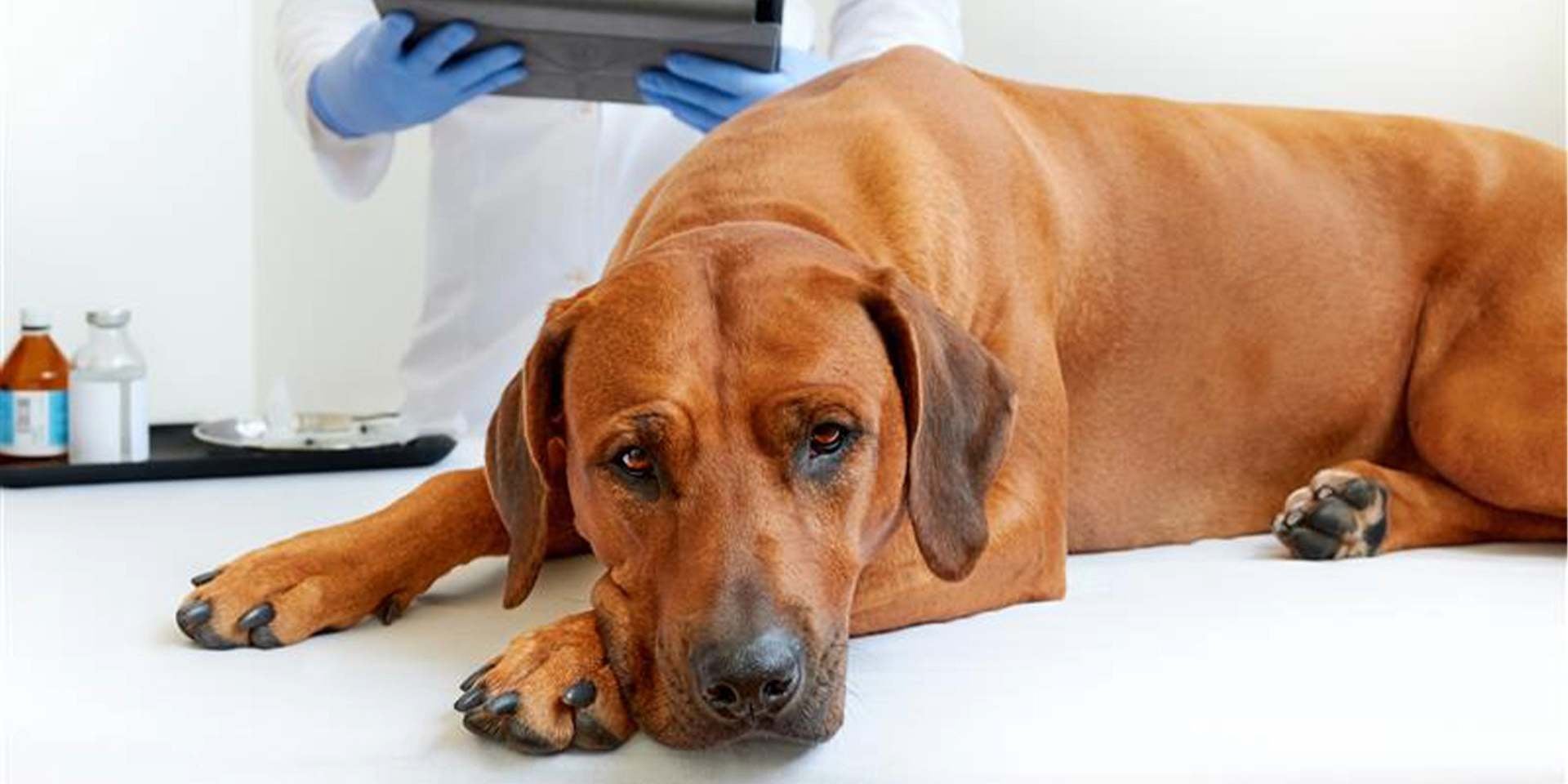 Veterinario examinando a un can marrón de raza grande por posible insuficiencia renal en perros.