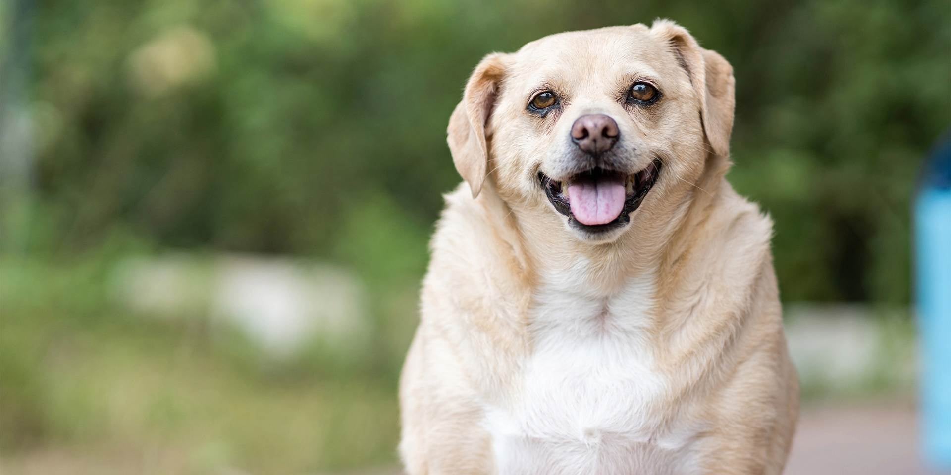 Los perros pueden comer brócoli, en especial los canes con sobrepeso, como el de la imagen.