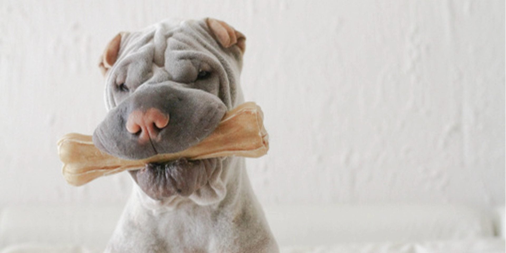 El sharpei es el número uno en cuanto a perros arrugados se refiere.