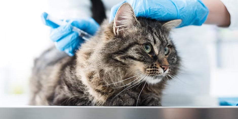 La vacunación es la principal herramienta de control contra la rabia en gatos.