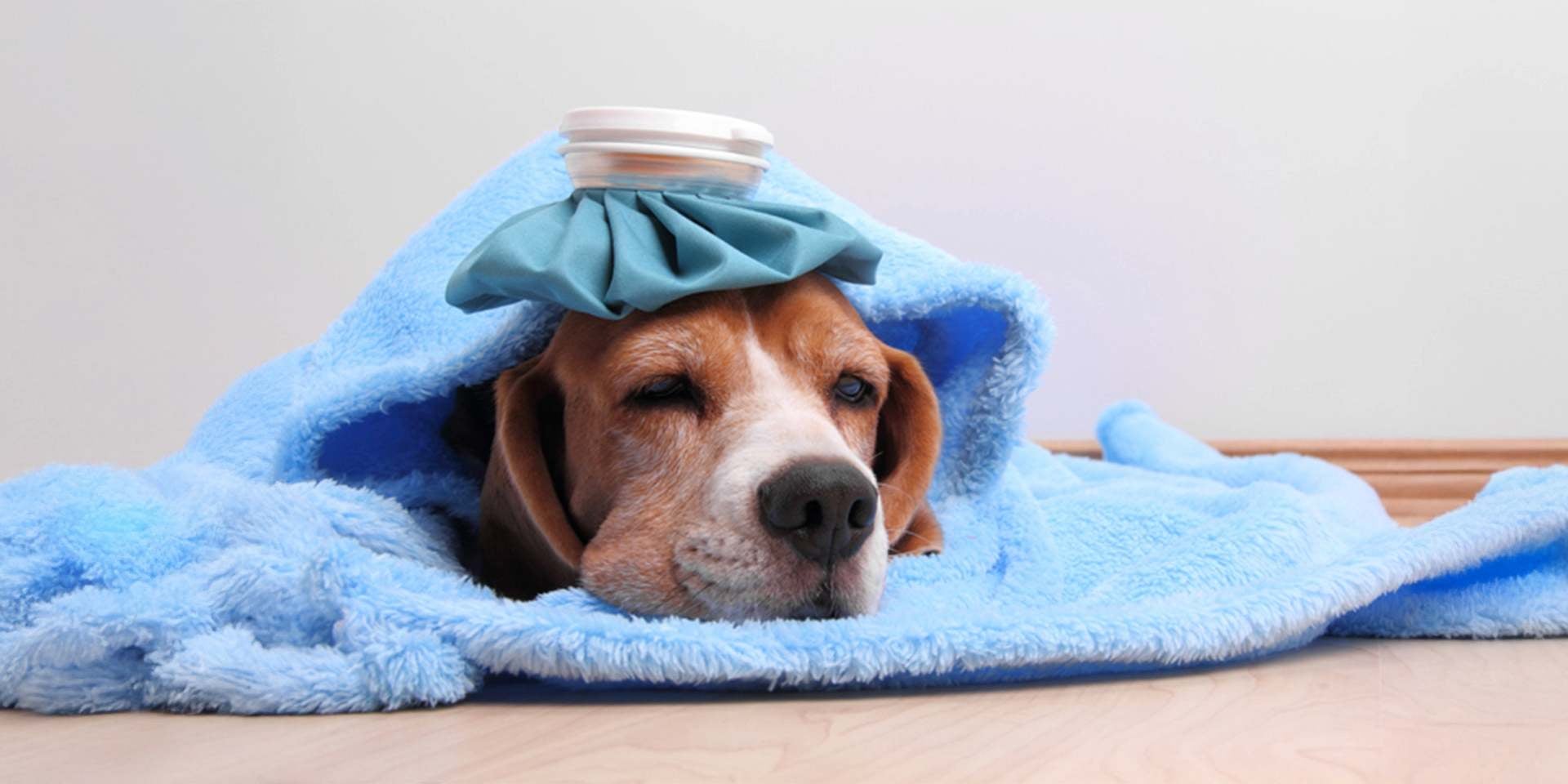 : La gripa canina puede generar tos en perros. Beagle indispuesto con bolsita de hielo sobre su cabeza.