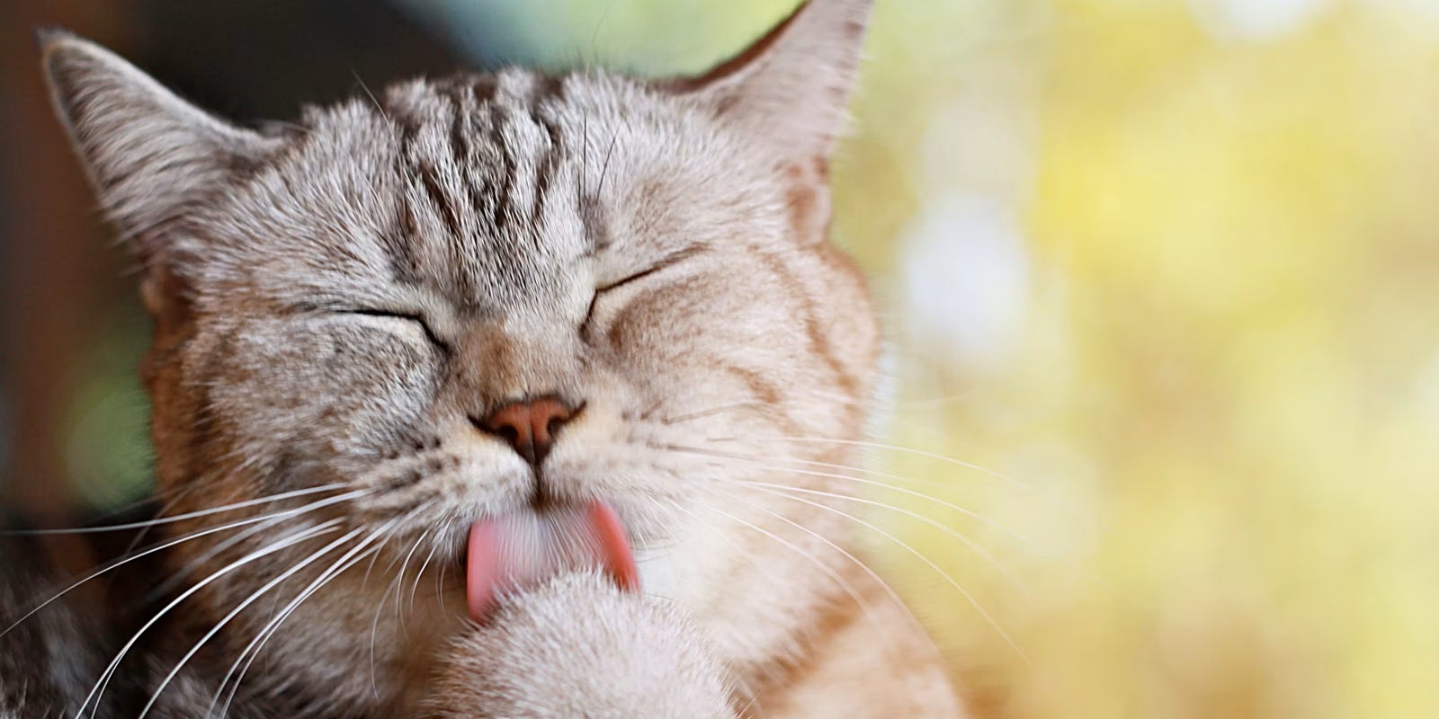 La alergia a los gatos proviene del alergeno presente en la saliva. Michi lamiendo su pata.