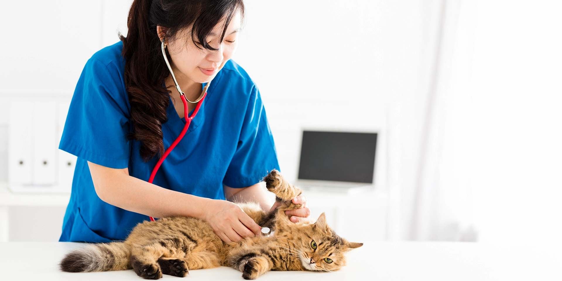 Veterinaria examinando gato naranja en busca de signos clínicos de alergia en gatos.