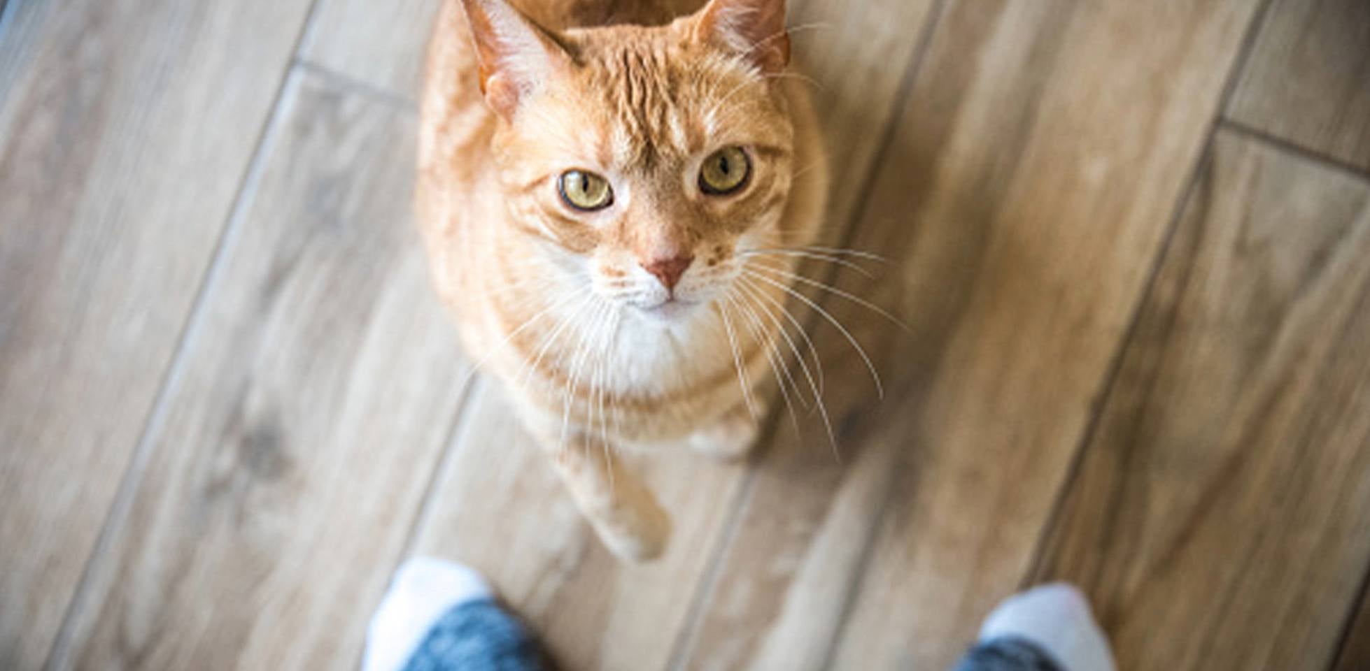Caída de pelo en gatos