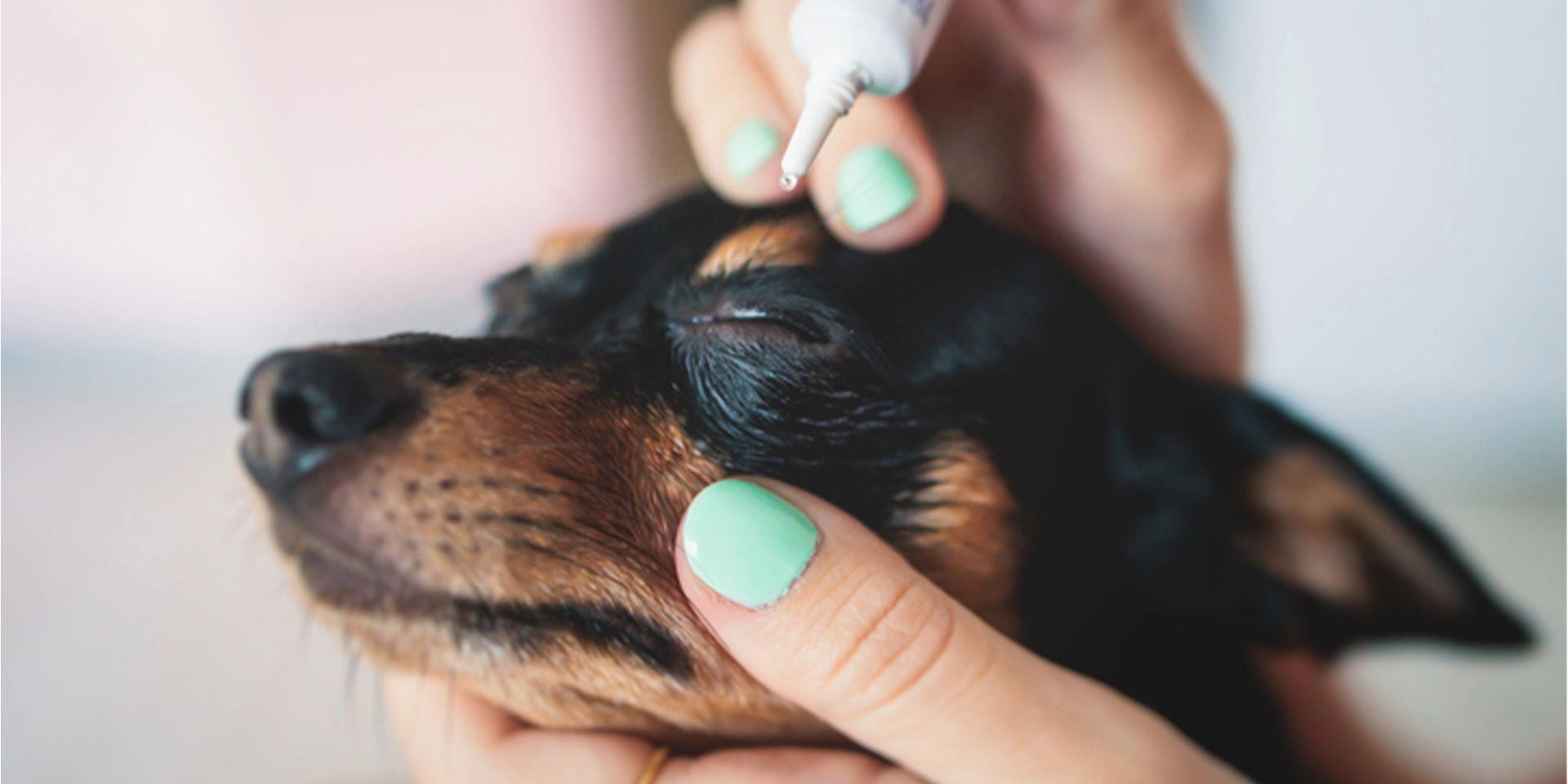 Conoce los síntomas de la conjuntivitis en perros para poder tratarla lo antes posible. Aplicación de gotas a un Chihuahua.