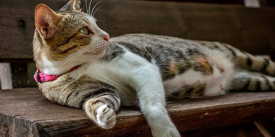 Conoce las etapas de gestación de las gatas embarazadas. Michi preñada de costado.