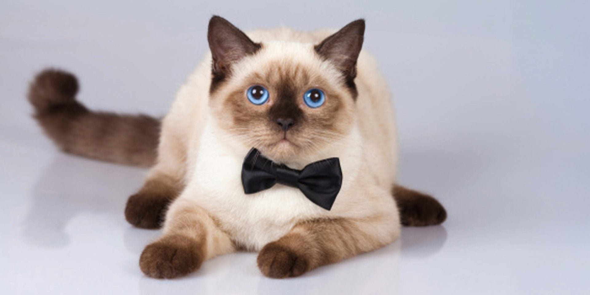 Los michis siameses, como este sentado con su corbatín, son propensos a que, entre sus crías, tengan un gato bizco.