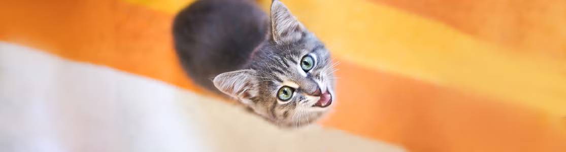 ¿Por qué maúllan los gatos?: mira cómo interpretar sus mensajes