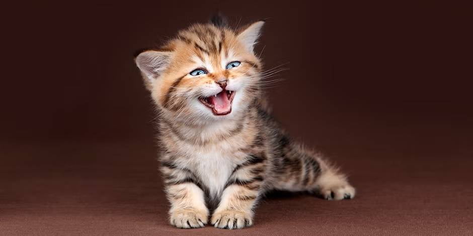 ¿Por qué maúllan los gatos como este pequeño gatito?