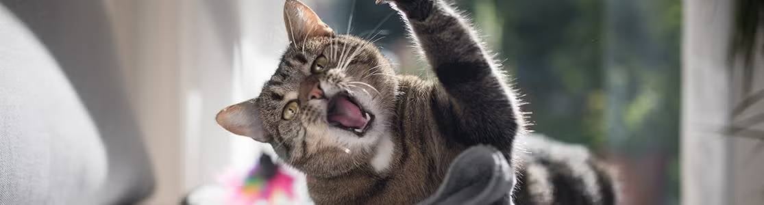 ¿Por qué mi gato me muerde?