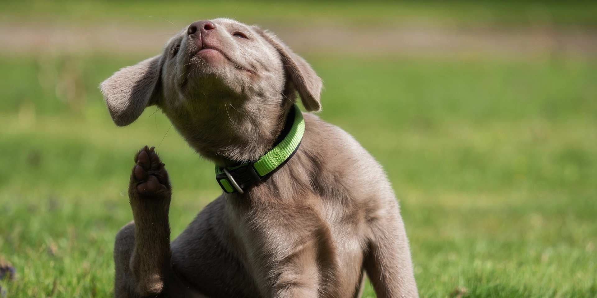 La tiña en perros se manifiesta generalmente con comezón. Cachorro marrón rascándose.