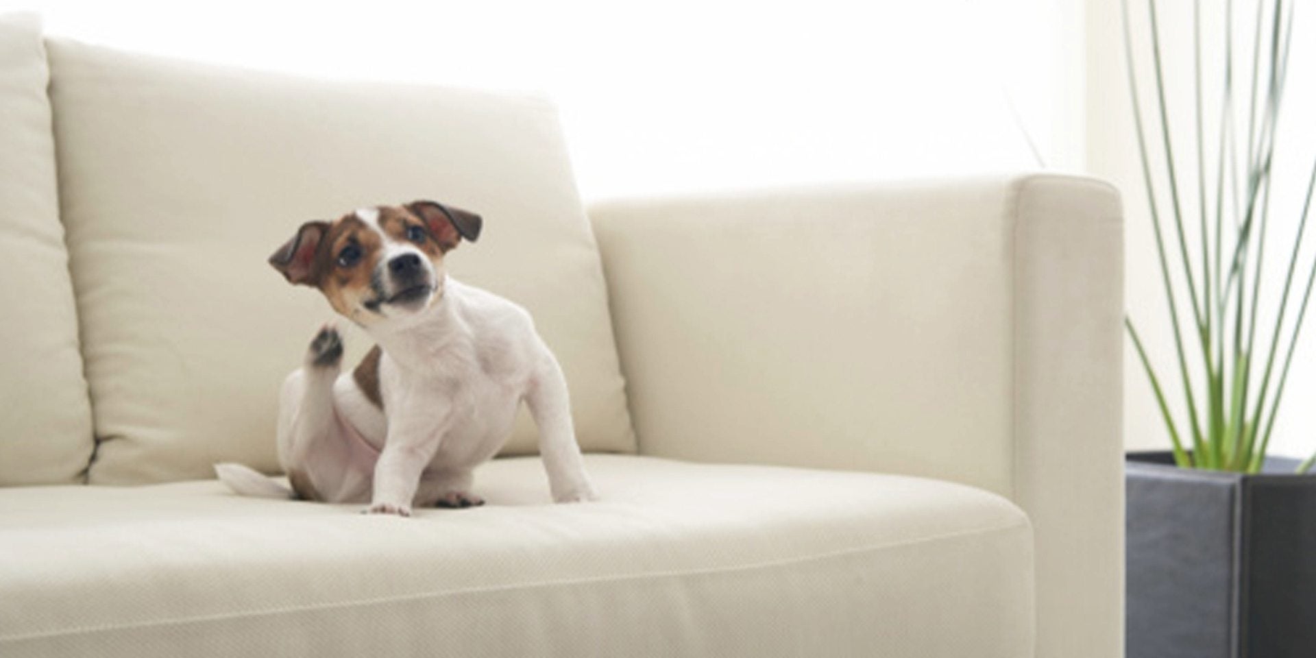 Parte del tratamiento de la tiña en perros implica la higiene y la desinfección de todos los espacios, como este sofá.