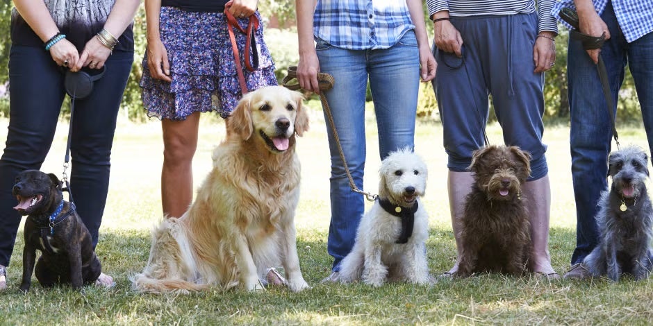 Existen grupos de adiestramiento canino, como el de la imagen, para facilitárselo a los tutores.