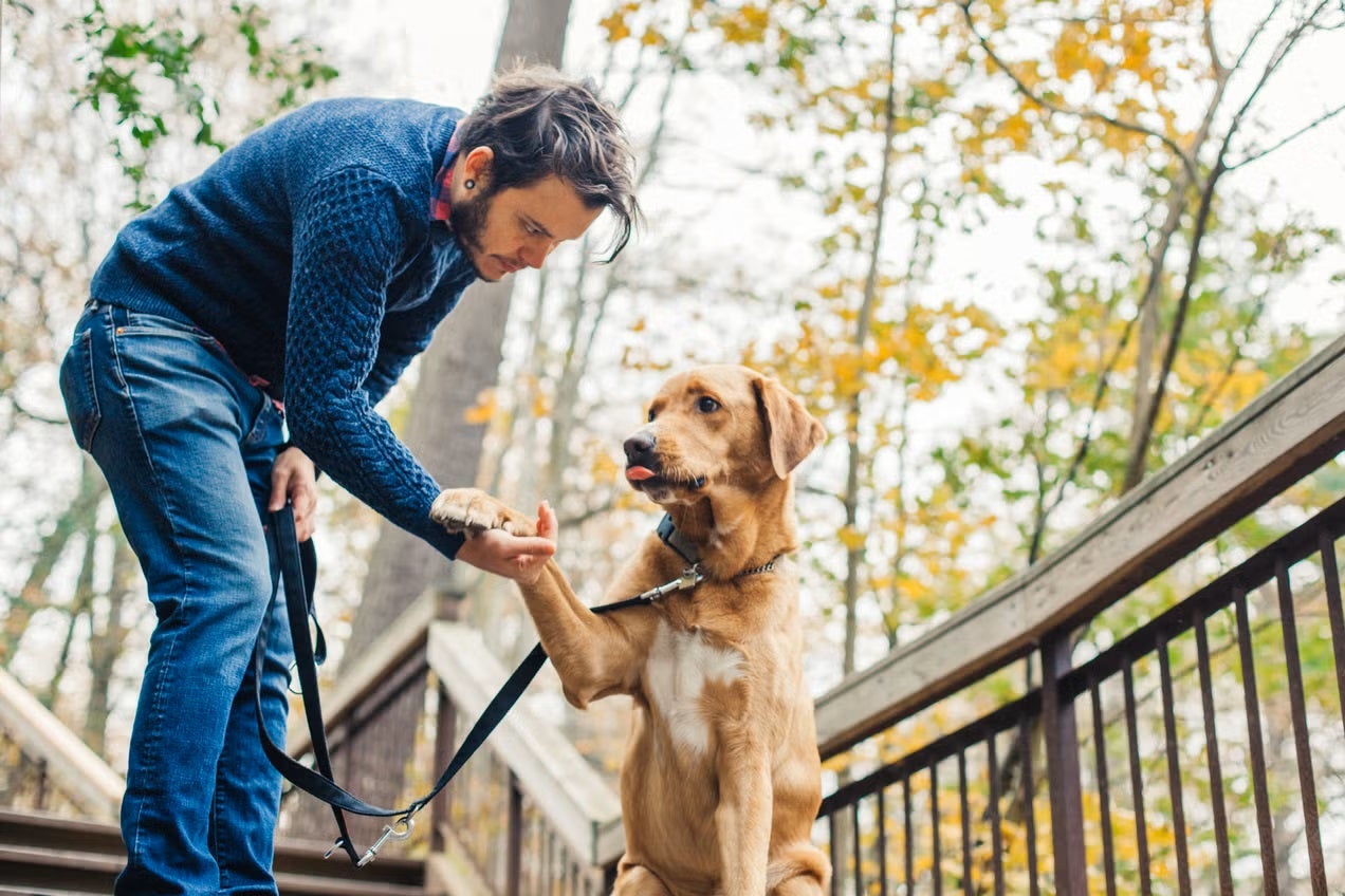 Perro dando la pata, uno de los trucos más comunes del adiestramiento canino.
