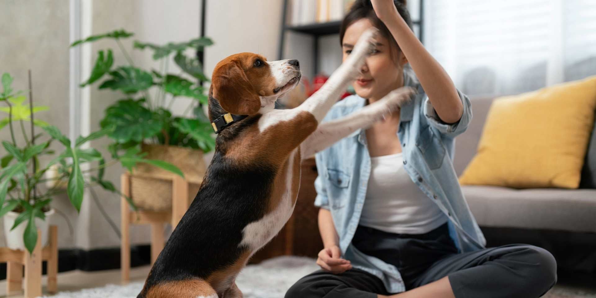 Tutora usando premios para el adiestramiento canino.
