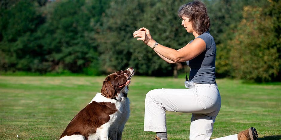 Buenas prácticas y tips de adiestramiento canino