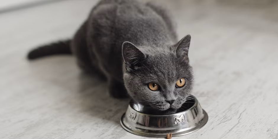 Comida para gatos con problemas renales