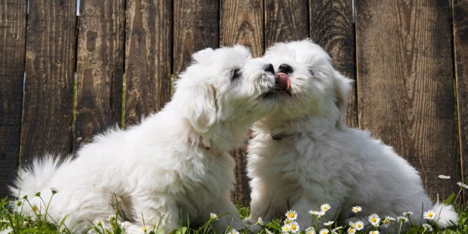Fase de olfateo del apareamiento en perros de raza pequeña.
