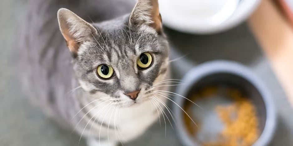 Conoce los beneficios de la comida húmeda para gatos. Michi junto a su plato.