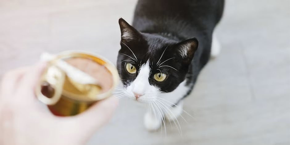 Comida húmeda para gatos.