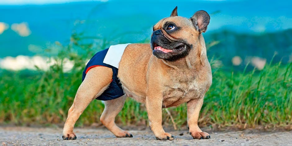 Celo canino: ¿cuánto dura el periodo de una perra y cómo cuidarla?