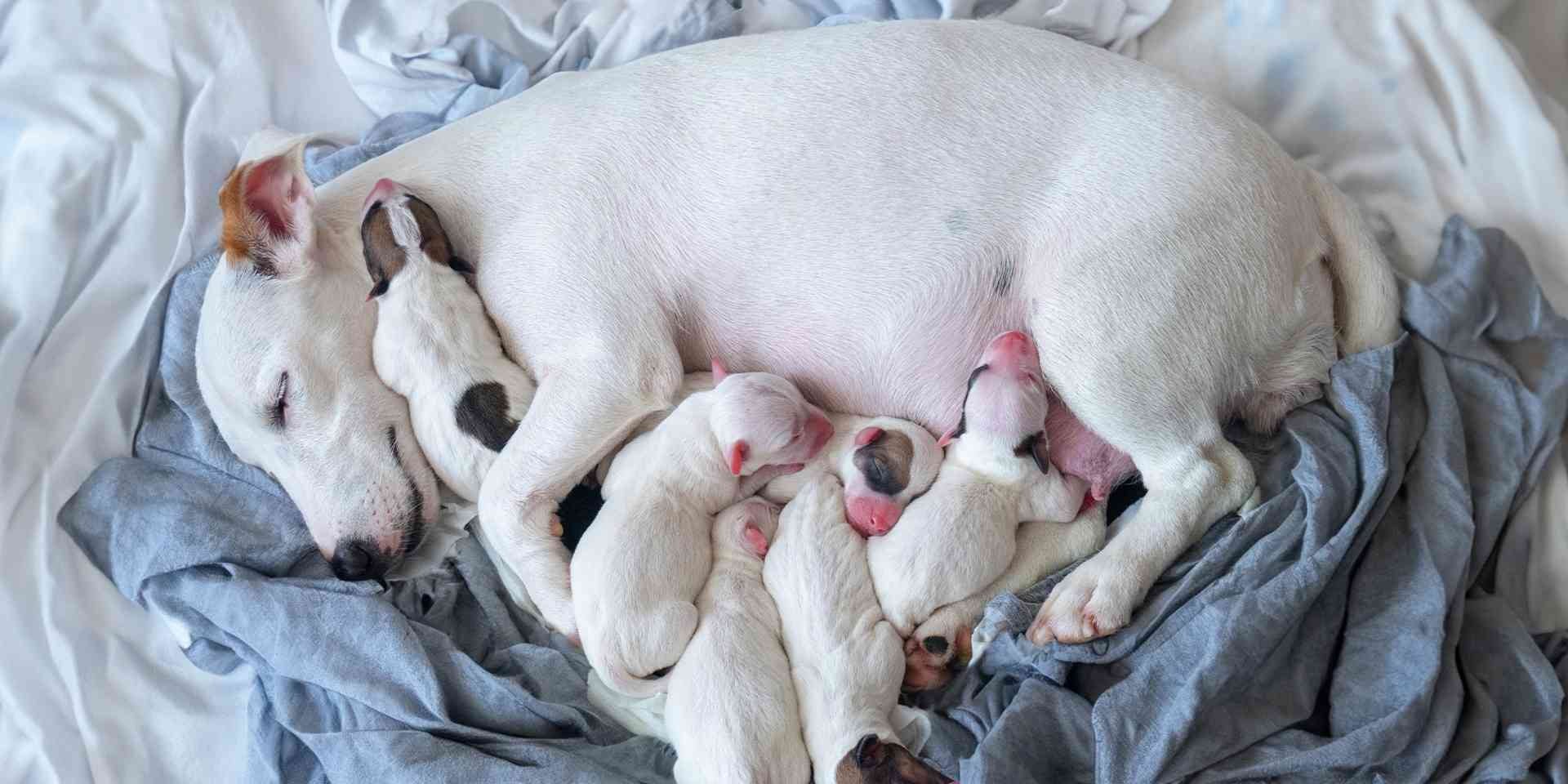 Cuánto tarda en parir una perra primeriza. Mamá perruna blanca durmiendo junto a sus perritos.