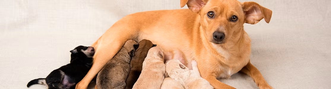 ¿Cuánto tarda en parir una perra primeriza y cómo ayudarla?