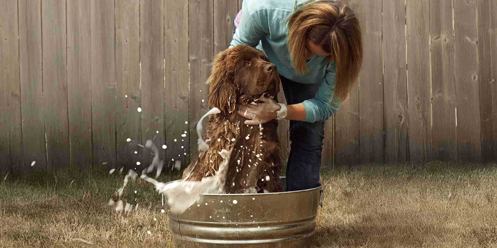 La higiene es clave para el pelaje de perro. Tutora bañando a su mascota.