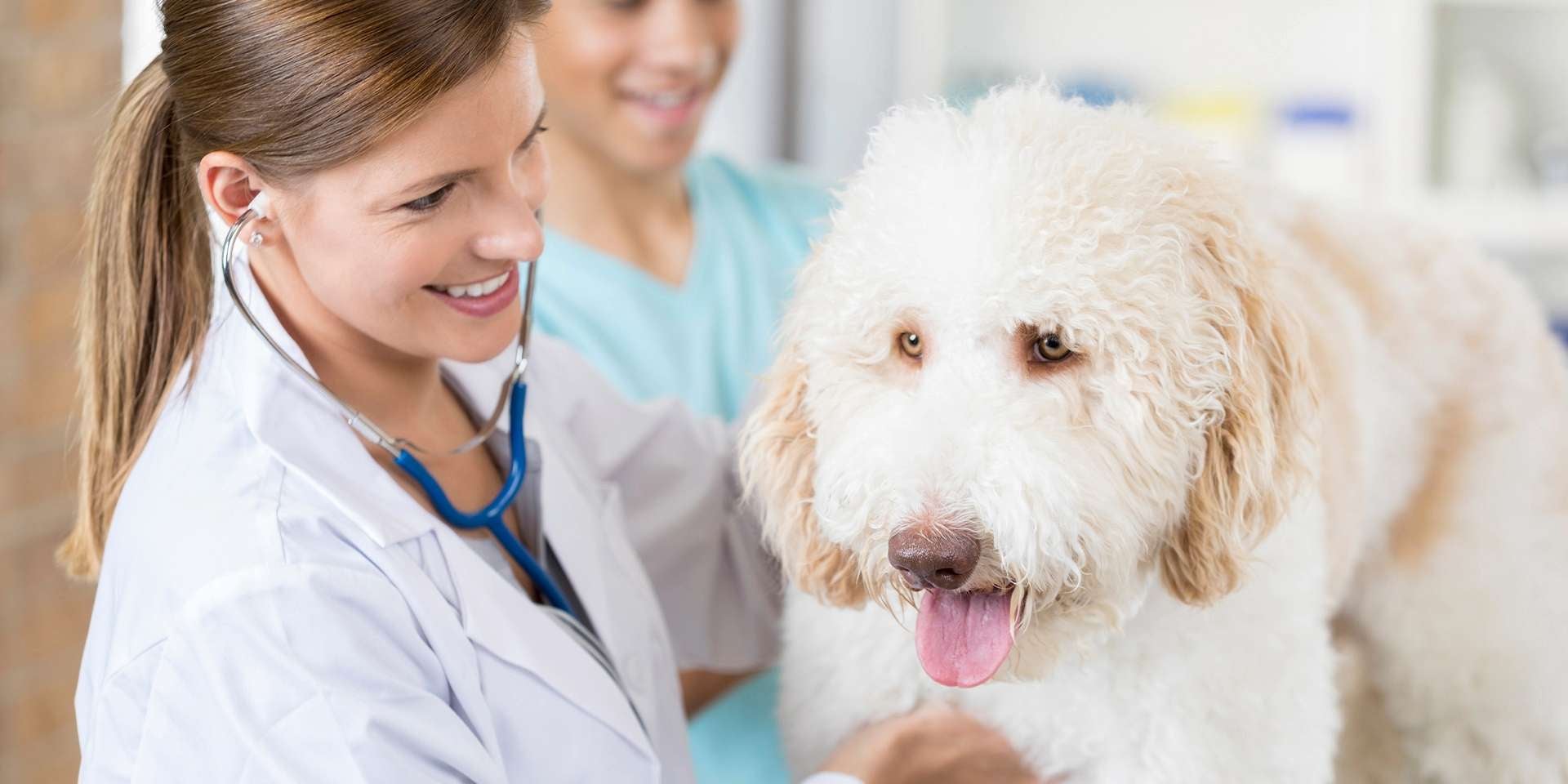 Veterinaria examinando el pelaje de perro.