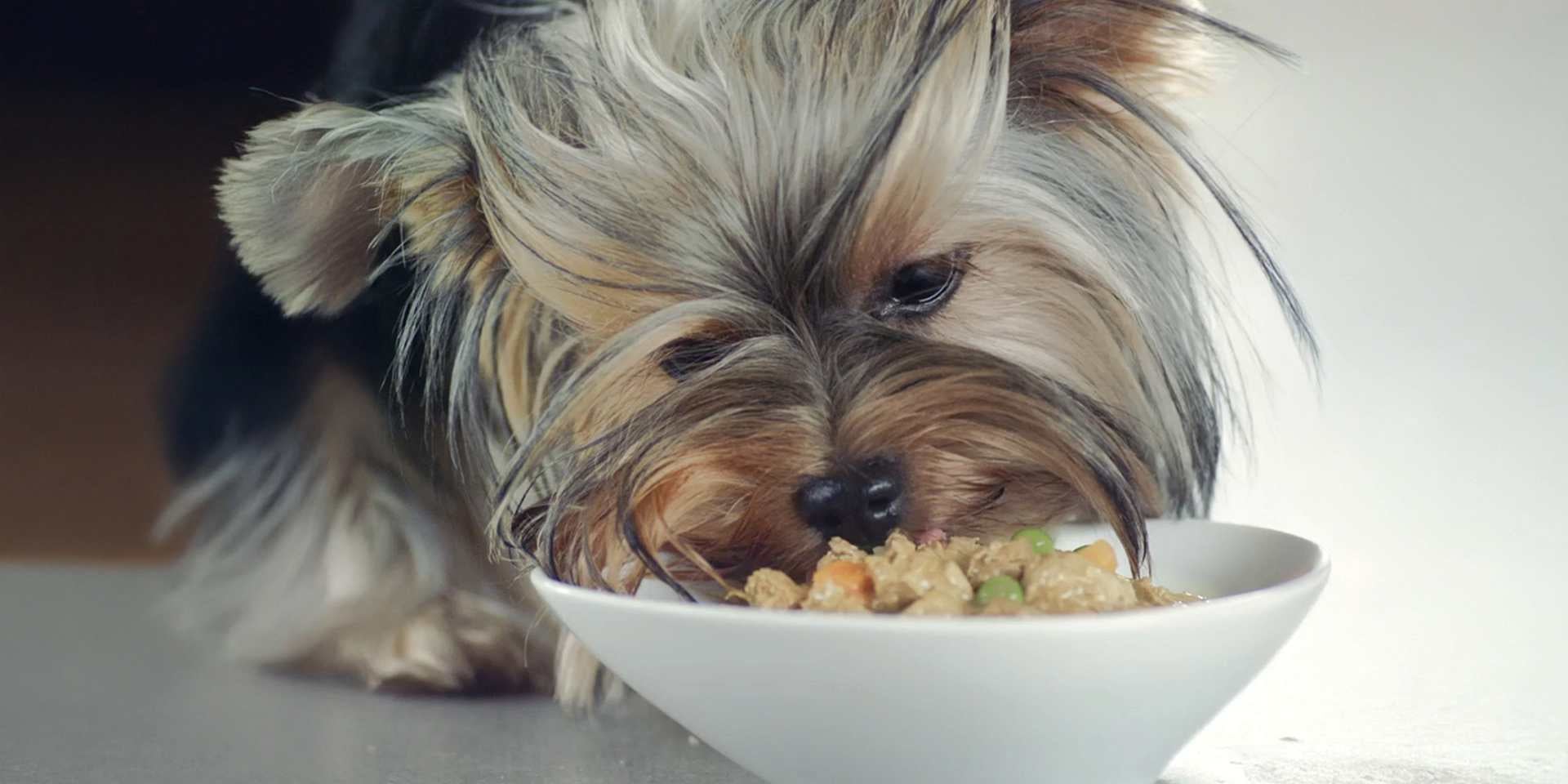 Nutrición: herramienta clave para cuidar el pelaje de perro.