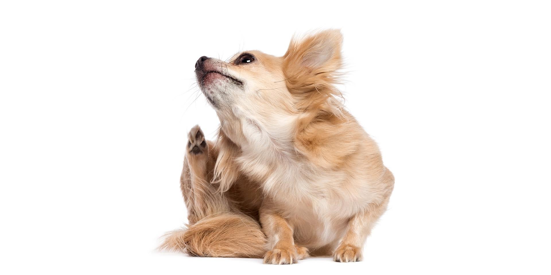 Hay muchos factores detrás de la piel irritada en perros. Can de raza pequeña rascándose por la comezón.
