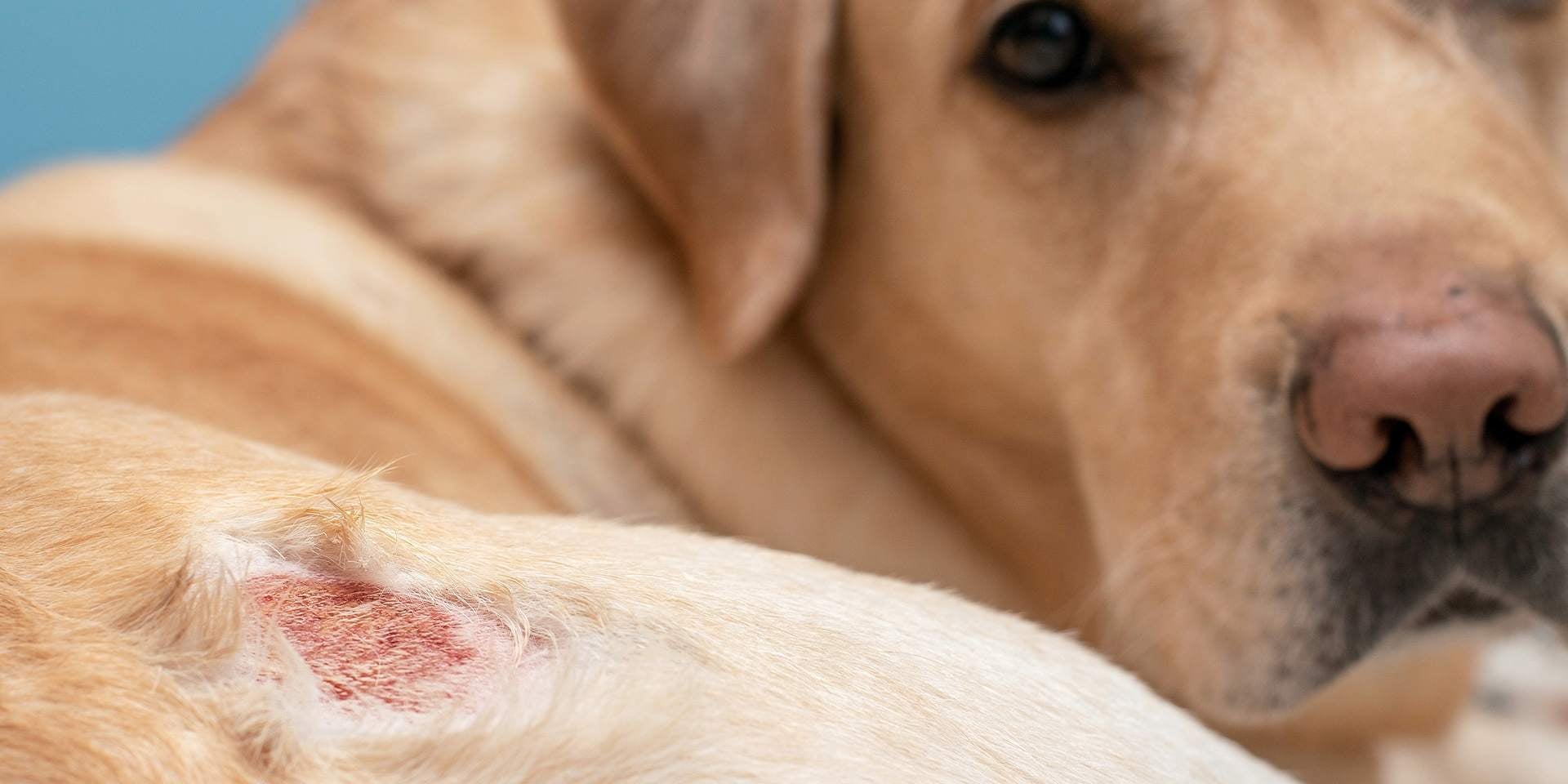 Piel irritada en perros. Lesión cutánea en la pata de un retriever.