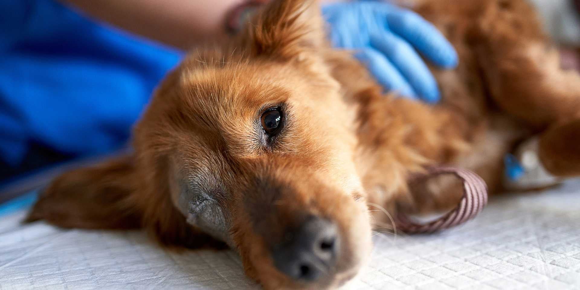 Descubre lo que puede indicar una piel irritada en perros