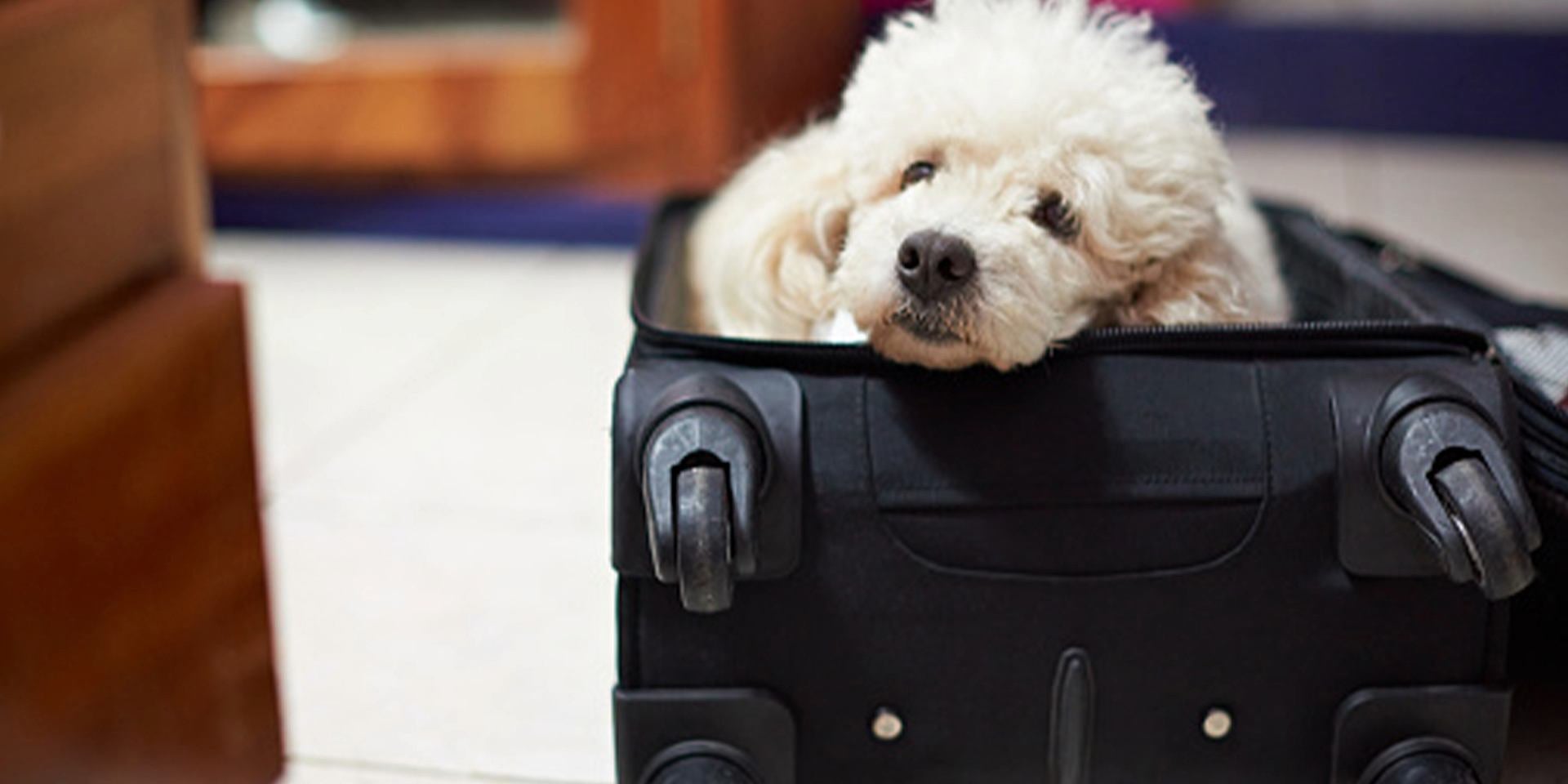 Viajar con mascotas es fácil y divertido: sigue estos tips, protégelas y diviértanse juntos. Perro en el equipaje.