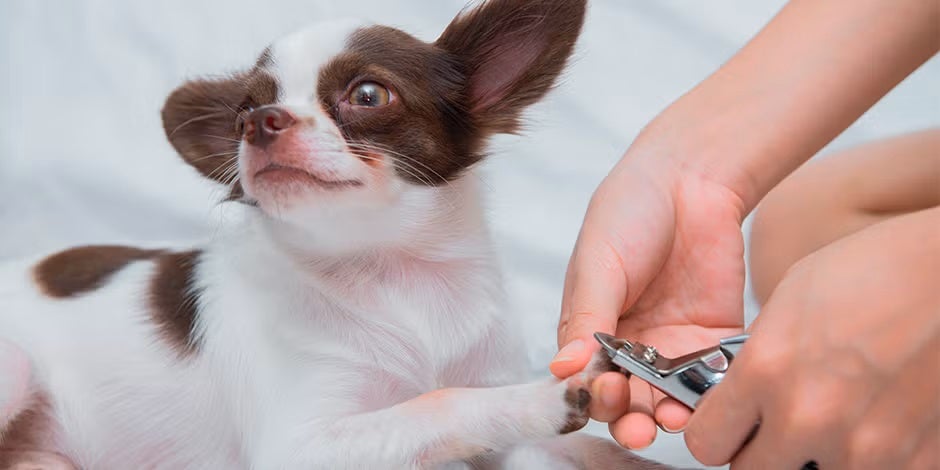 ¡Adiós rasguños! Aprende cómo cortar las uñas de un perro