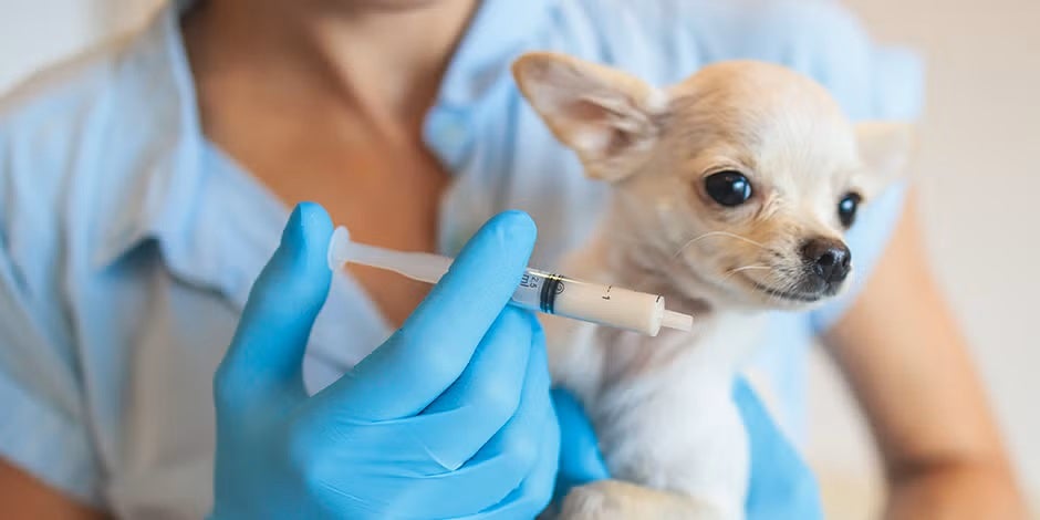 Aprende cómo desparasitar un perro chihuahua.