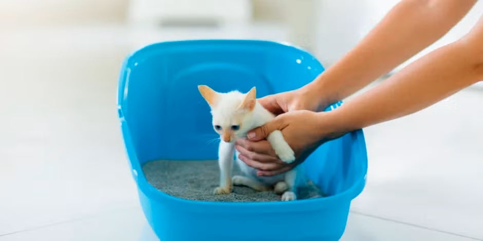 Aprende cómo educar a un gato para que use el arenero como corresponde. Gatito en el arenero.