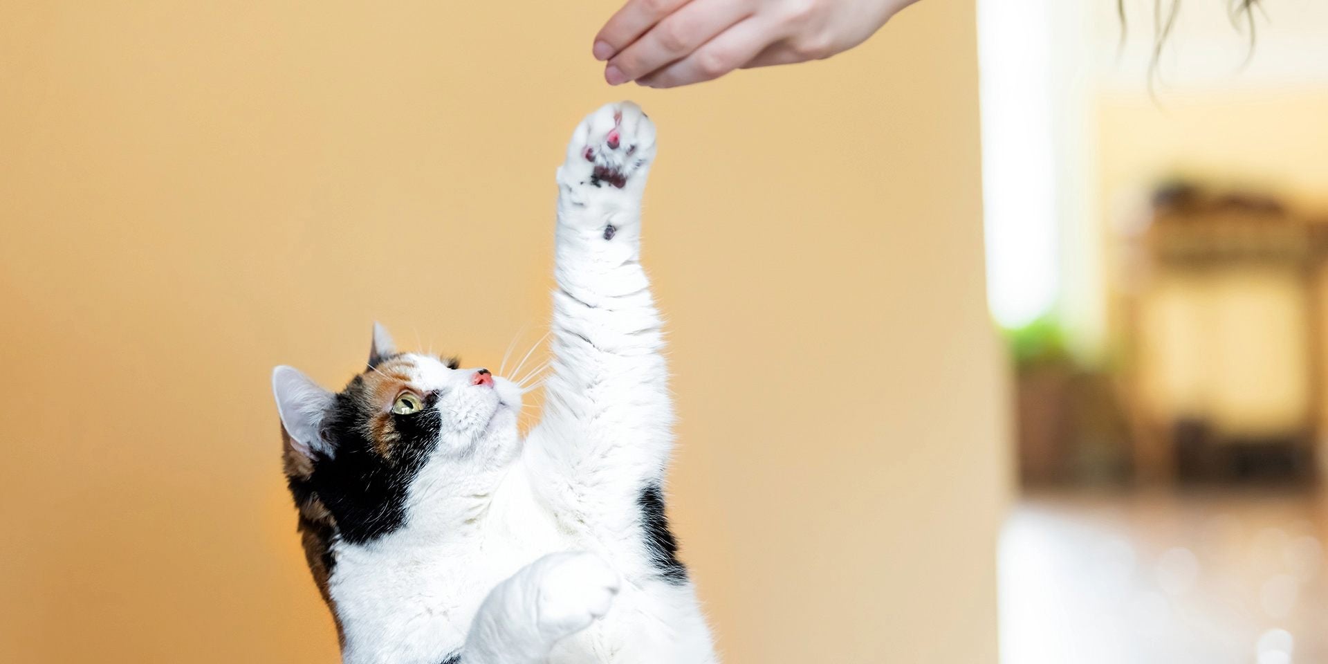 El uso de snacks y premios es parte clave de cómo educar a un gato. Michi recibiendo un premio.