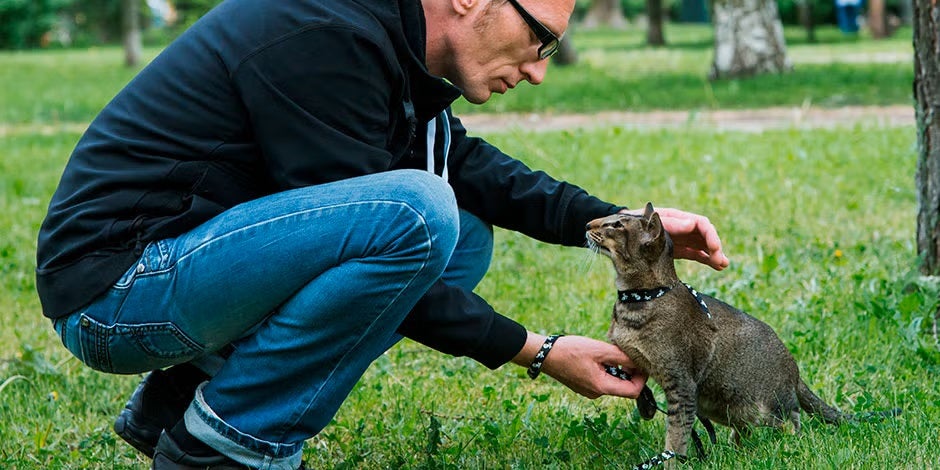 Cómo educar a un gato.