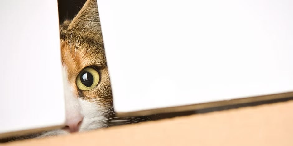 Gato curioso: cuidados básicos PURINA® para su bienestar