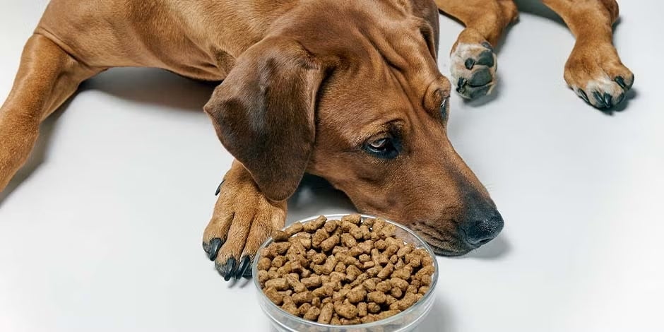 ¿Qué puedo hacer si mi perro no quiere comer? Descúbrelo acá