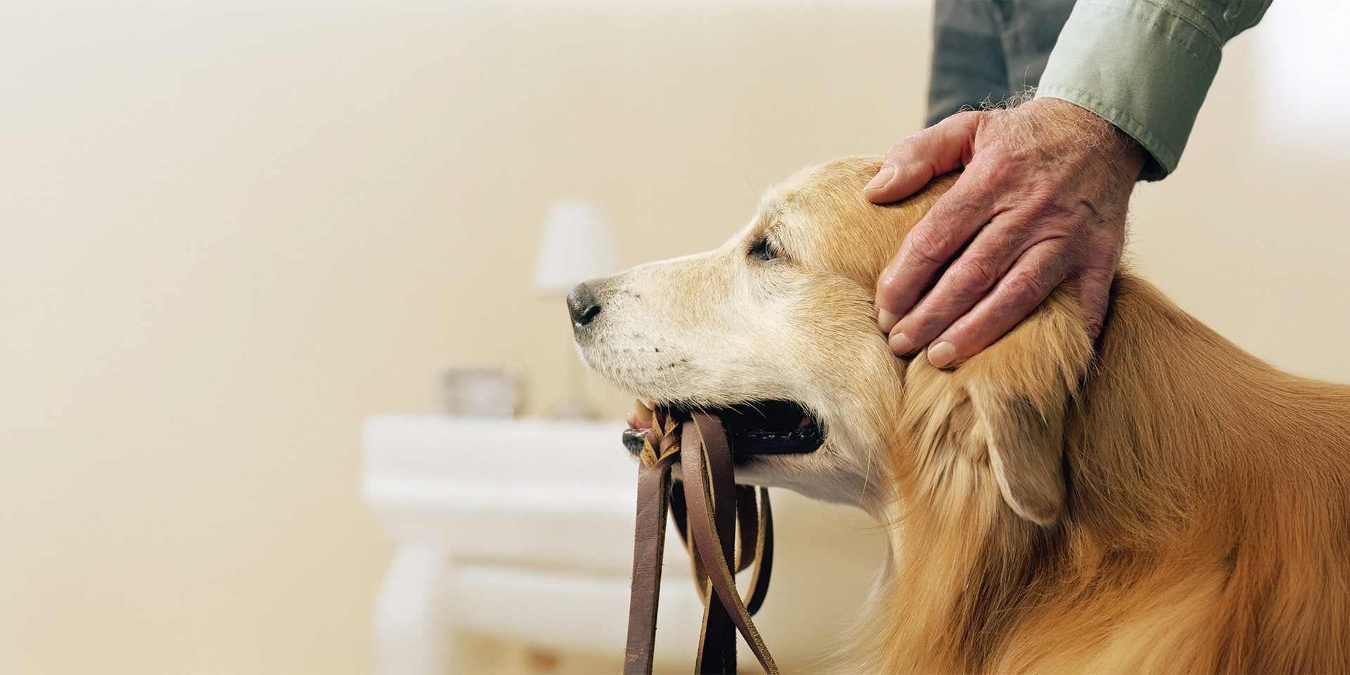 El perro senior requiere cuidados específicos para conservar su bienestar neurológico. Manos de tutor junto a su retriever.