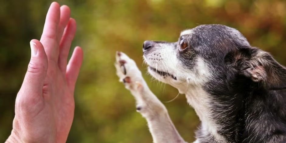 Cuidados básicos PURINA® para el bienestar del perro senior