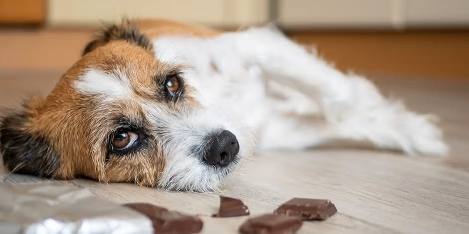 Perro con malestar acostado en el suelo junto a trocitos de chocolate. Conoce lo que pasa si un perro come chocolate.