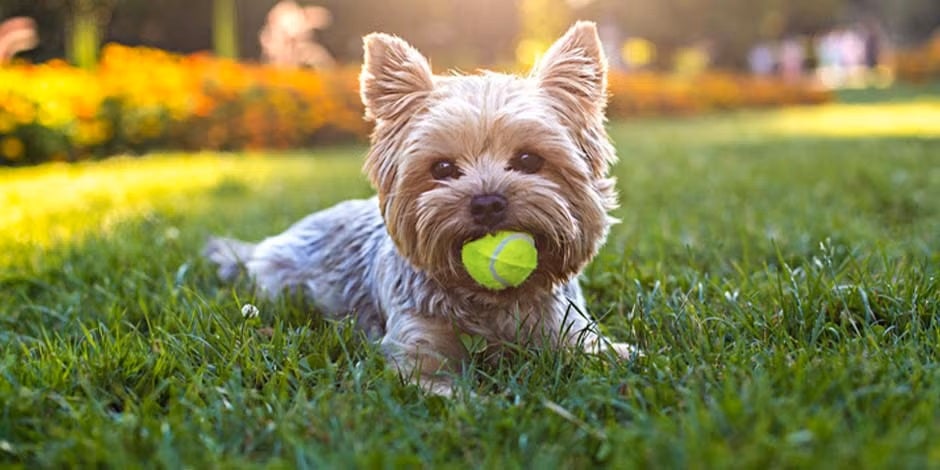 Razas de perros pequeños. Yorkshire beige acostado sobre el césped tomando el sol, mientras sostiene una pelota con su hocico.