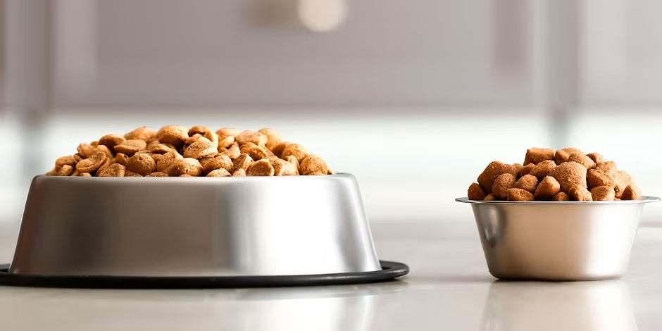 Tipo de alimento para perros.