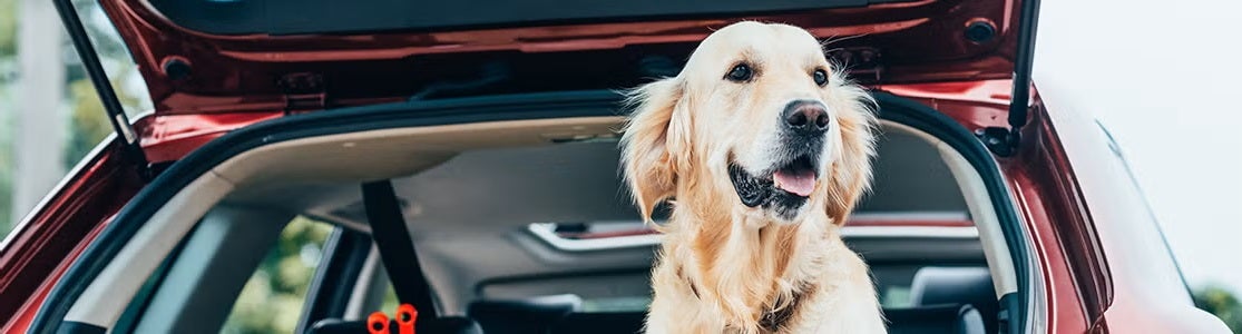 Viajar con mascotas.